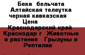 Бека ,бельчата.Алтайская телеутка,черная кавказская. › Цена ­ 5 000 - Краснодарский край, Краснодар г. Животные и растения » Грызуны и Рептилии   